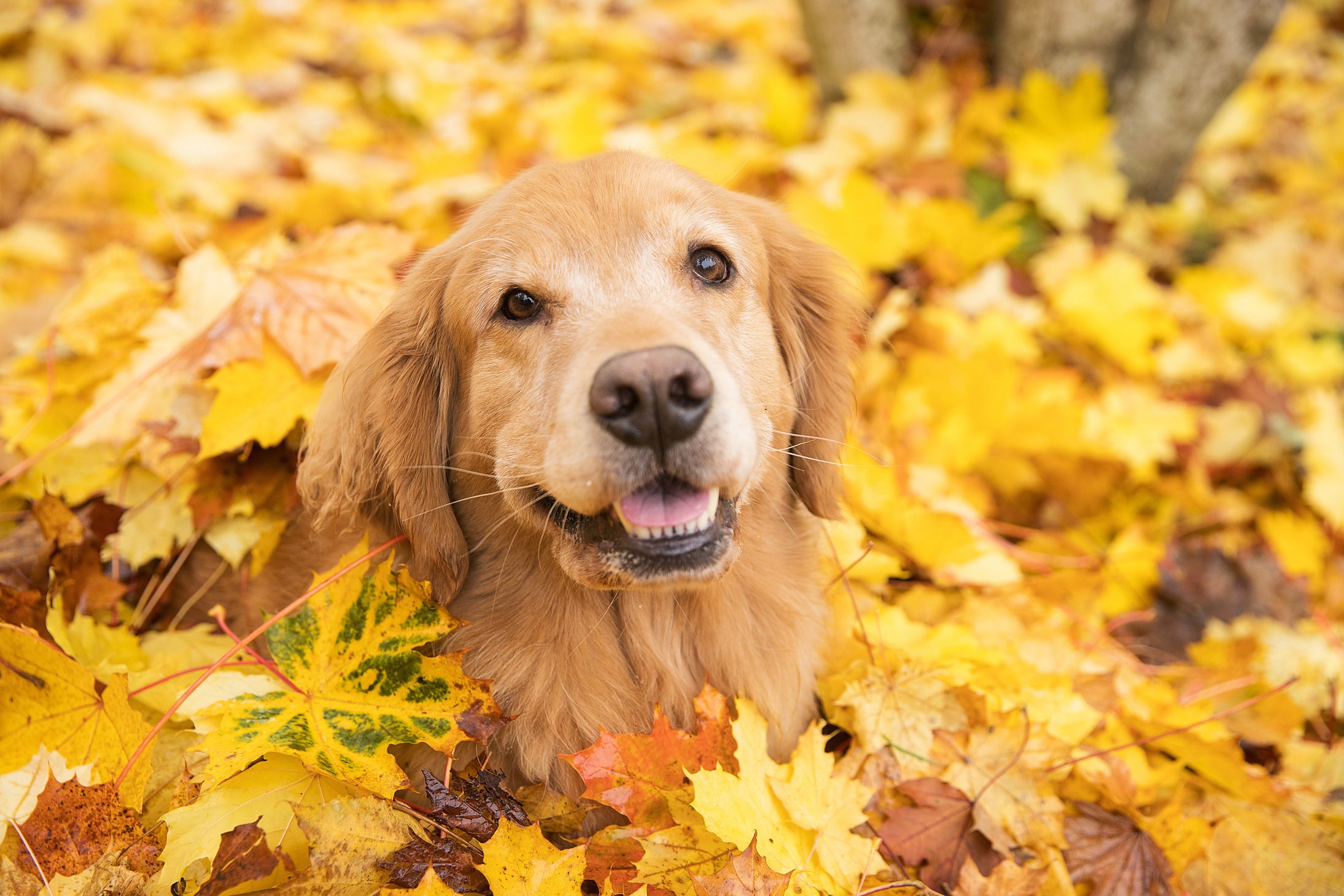 Golden Retriever Dog in Fall colored leaves