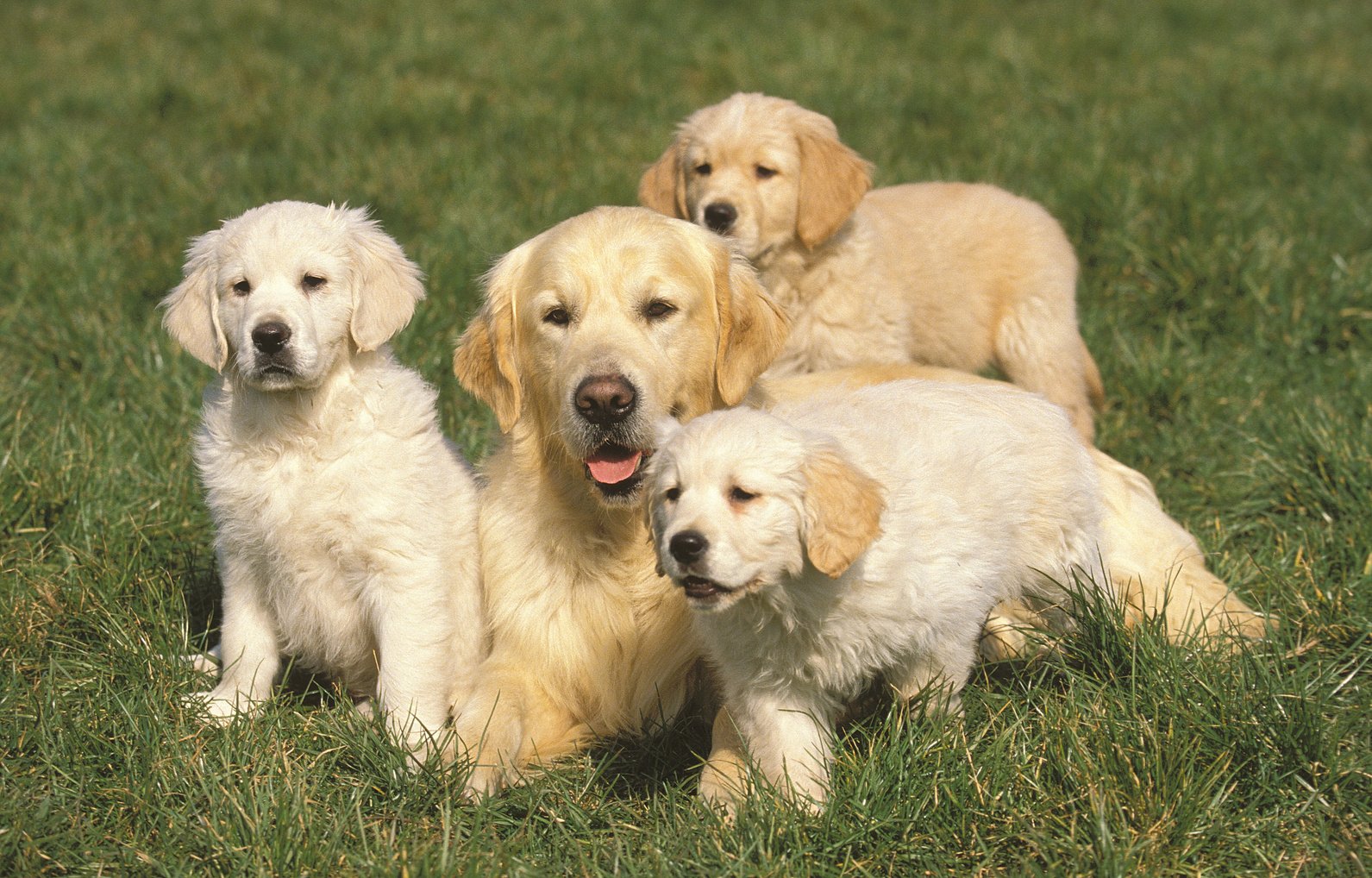 GOLDEN RETRIEVER DOG, MOTHER WITH PUPPIES